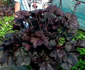 MAGNUM CORAL BELLS