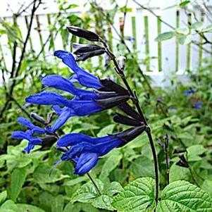 Salvia guaranitica 'Black and Blue'