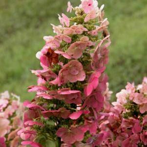 Hydrangea quercifolia 'Ruby Slippers'