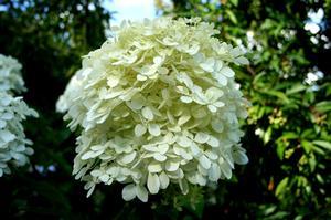 Hydrangea paniculata 'Phantom'