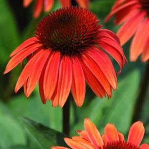 Echinacea x 'Sunset'