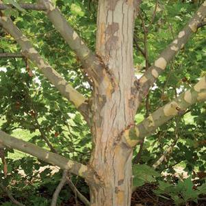 Platanus x acerifolia 'Morton Circle'