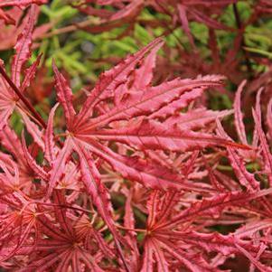 Acer palmatum reticulatum 'Mikazuki'