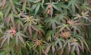 MARGARET BEE UPRIGHT JAPANESE MAPLE