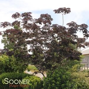 Albizia julibrissin 'Merlot Majik'