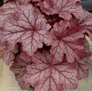 KIRA™ JERSEY CORAL BELLS