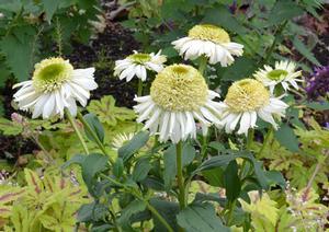 VANILLA CUPCAKE™ CONEFLOWER