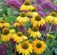 DIXIE™ SUN CONEFLOWER