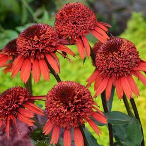 CINNAMON CUPCAKE™ CONEFLOWER