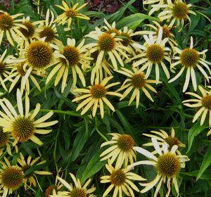 Echinacea x 'Mango'