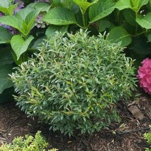 Ilex glabra 'SMNIGAB17'