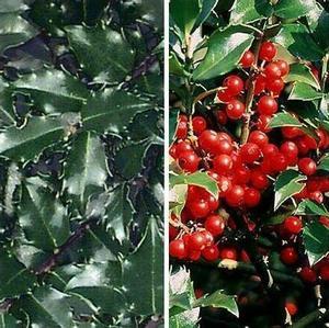 Ilex x meserveae 'Blue Twins'