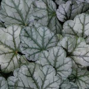 Heuchera x 'Pwheu0102'