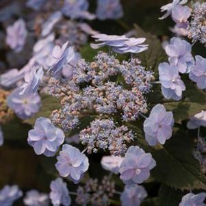 Hydrangea serrata 'MAKD'