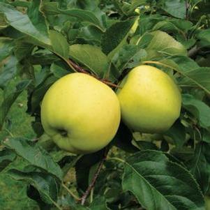 LUNA SEMI-DWARF APPLE