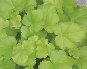 DOLCE® KEY LIME PIE CORAL BELLS