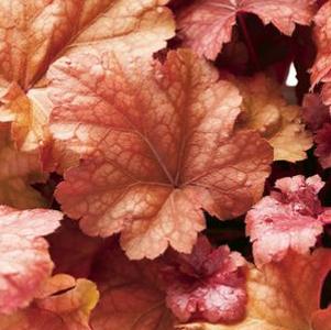 Heuchera x 'Peach Pie'