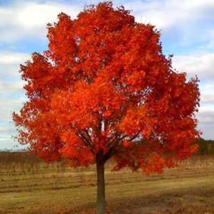 Acer truncatum 'WF-AT1'