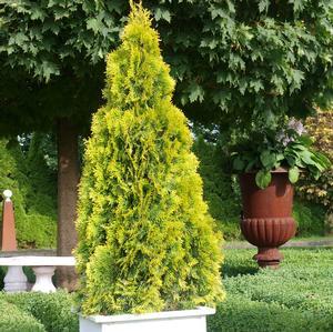 Thuja occidentalis 'Janed Gold'