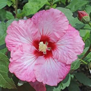 Hibiscus syriacus 'SHIMCR1'