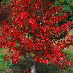 Stewartia koreana ''
