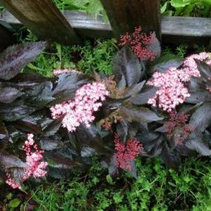 Sambucus nigra 'Eiffel1'
