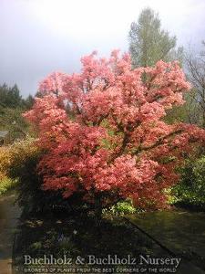 Acer palmatum corallinum 'Bonfire'