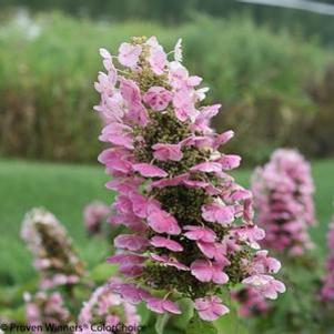 Hydrangea quercifolia 'JoAnn'