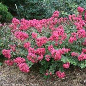 INFINITINI® MAGENTA CRAPEMYRTLE