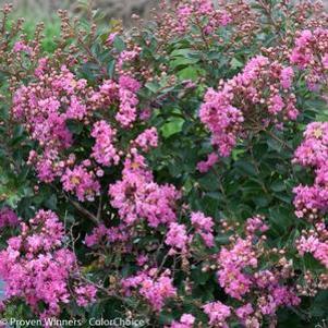 INFINITINI® BRITE PINK CRAPEMYRTLE