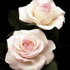 MOONSTONE™ HYBRID TEA ROSE