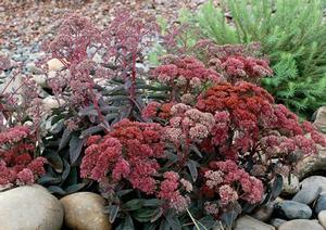 Sedum x 'Touchdown Breeze'