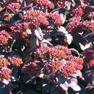 Sedum x 'Purple Emperor'