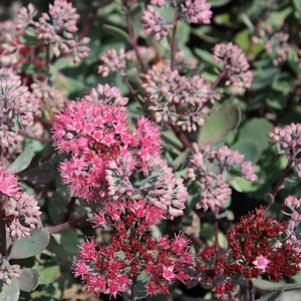 Sedum x 'Vera Jameson'