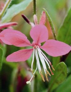 Gaura x 'Karalee Petite Pink'