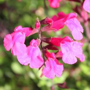 Salvia greggii 'Pink Preference'