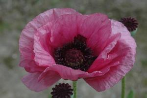 Papaver orientale 'Little Patty's Plum'