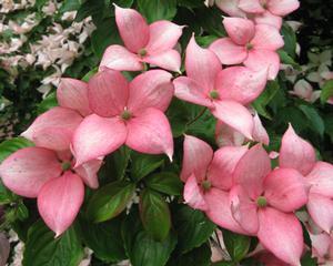 ROSY TEACUPS® DOGWOOD