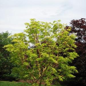 Acer palmatum matsumurae 'Beni Kawa'