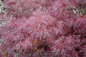 RED FEATHER WEEPING JAPANESE MAPLE
