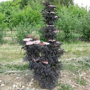 LACED UP® UPRIGHT ELDERBERRY
