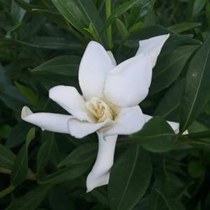 Gardenia jasminoides 'Frost Proof'