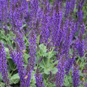 Salvia x sylvestris 'May Night'