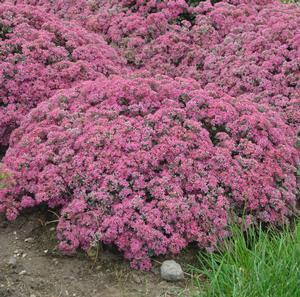 Sedum x 'Popstar'