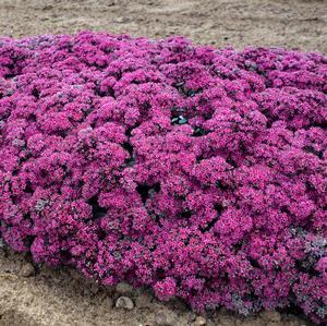Sedum x 'Superstar'