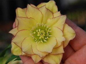 SUNSHINE RUFFLES LENTEN ROSE