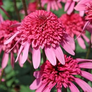 Echinacea x 'Supreme Elegance'