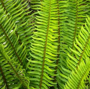 Polystichum munitum ''