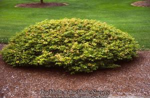 TAMA HIME DWARF UPRIGHT JAPANESE MAPLE