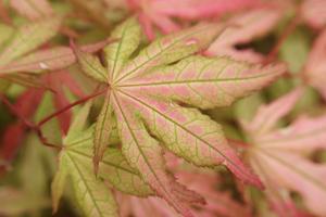 Acer palmatum reticulatum 'Aka Shigitatsu Sawa'